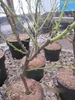 Prunus persica Ice Peach - Pfirsich Ice Peach Produktbild-Vorschau 2