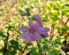Lavatera hybr. 'Rosea' - Boemerangmalve, 25-30 cm - In pot Productafbeelding-voorbeeld 4