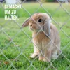 A rabbit behind a fence. Anteprima dell’immagine prodotto