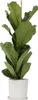 Figowiec dębolistny - Ficus Lyrata - Wysokość 70-90cm - Podgląd zdjęcia produktu 6