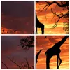 Gerahmtes Poster - Weißer Rahmen - Giraffe Afrika Sonne Produktbild-Vorschau 9