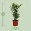 Chamaedorea elegans (palmier des montagnes mexicain), Voir les images du produit 2
