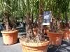 Palmengruppe Trachycarpus Fortunei Palme mehrstämmig, Produktbild-Vorschau 10