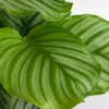 Bloomique - Calathea Orbifolia - Korbmarante Produktbild-Vorschau 3