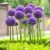 Allium Zwiebeln Winterhart Mehrjährig - Globemaster - 5 Produktbild-Vorschau 1