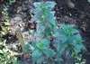 SAFLAX Garden to go - Goldmelisse - Monarda didyma - 20 Produktbild-Vorschau 4