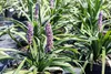 Several potted plants with purple flower spikes and green leaves. Produktbild-Vorschau