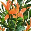 Photinia Plante Artificielle Artificiel avec Pot 70cm Voir les images du produit 5