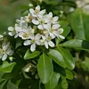2 x Orangenblume - Choisya ternata | 25-30 cm en conteneur Voir les images du produit 2