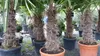 gruenwaren: XXXL 220-250 cm, Stamm 80 cm, Trachycarpus Produktbild-Vorschau 7