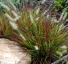 Stauden Gänge 1 x Pennisetum alopecuroides 'Burgundy Bunny' Produktbild-Vorschau 4