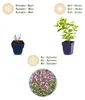 Green boutiQ - Stauden - Nepeta sib. Wild Orchid - Produktbild-Vorschau 4