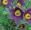 6 x Kuhschelle - Pulsatilla vulgaris  | Topf 9cm x 9cm Produktbild-Vorschau 1