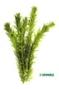 Dichtblättrige Wasserpest - Egeria densa Spezial Produktbild-Vorschau 1