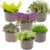 Bloomique - Lot de 6 - Sedum - Orpin - Plantes de jardin - Voir les images du produit 1