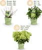 Hydrangea panniculata Groundbreaker Greeny - Produktbild-Vorschau 4