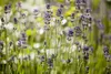 A close-up view of lavender plants in a garden. Produktbild-Vorschau