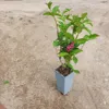 Krzewuszka cudowna Rubidol 2L Podgląd zdjęcia produktu 2