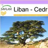 SAFLAX - Liban - Cedr - 20 Nasiona - Cedrus libani Podgląd zdjęcia produktu 10