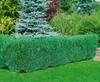 Chamaecyparis lawsoniana 'Alumii', Blaue Scheinzypresse, Produktbild-Vorschau 3