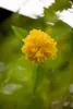 Kerria japonica 'Pleniflora', Ranunkelstrauch, gelb, 40–60 Produktbild-Vorschau 7
