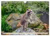 Waschbär - Niedlicher Allesfresser (Wandkalender 2027 DIN Produktbild-Vorschau 4