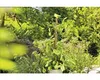 Opěrná tyč kokosová prodloužitelná FloraSelf Nature 80 cm Ø Náhled obrázku produktu 4