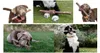 DOOG Hundespielzeug Stock, Motiv:Stick Elwood Produktbild-Vorschau 2
