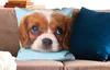 MuchoWow® Zierkissen Sofakissen Wohnzimmer Dekokissen 60x60 Produktbild-Vorschau 2