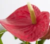 Dehner Große Flamingoblume - Anthurie, rot-farbene Blüten, Produktbild-Vorschau 2