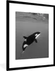 MuchoWow® MuchoWow® Gerahmtes Poster Orca - Wasser - Tiere Produktbild-Vorschau 1