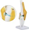 Anatomický model kostry, model kolenního kloubu, výukové Náhled obrázku produktu 1
