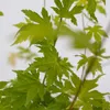 Close-up of green maple leaves against a white background. Produktbild-Vorschau
