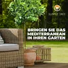 Albero soleggiato - Limone grande 150 centimetri - Citrus Anteprima dell’immagine prodotto 4
