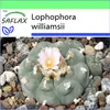 SAFLAX Garden to go - Kaktus Peyotl - Lophophora williamsii Náhľad obrázku produktu 10