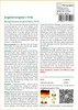 SAFLAX - Engelstrompete / Pink - 10 Samen - Mit keimfreiem Produktbild-Vorschau 3