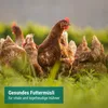 Zona agricola Mangime per galline ovaiole Premium Farina Anteprima dell’immagine prodotto 2