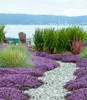 A garden path lined with purple flowers and pebbles, leading towards chairs and a body of water in the background. Produktbild-Vorschau