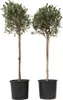 Two potted olive trees are shown against a white background. Produktbild-Vorschau
