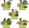 Semi di bonsai unici con alto tasso di germinazione - set Anteprima dell’immagine prodotto 2