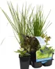 Floraya - 6x Teichpflanzen Insektenfreundliche Mischung - Produktbild-Vorschau 1