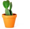 Gardners Opuntia, priemer 6 cm Náhľad obrázku produktu 5