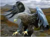 MuchoWow® Poster Ein europäischer Seeadler versucht, Beute Produktbild-Vorschau 1