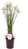 Erba di Cipro (Cyperus haspan), circa 60 cm – Papiro nano, Anteprima dell’immagine prodotto 3