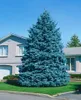 Blaufichte 40-60 cm, im Topf - Picea pungens glauca, Produktbild-Vorschau 10