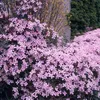 Bloomique - Lot de 2 - Clematis montana 'Rubens' - Voir les images du produit 1