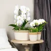 Hummingbird Orchids - White Phalaenopsis Orchid - Niagara Podgląd zdjęcia produktu 4