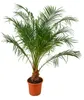 Zwerg-Dattelpalme Phoenix roebelenii 100–120 cm – Elegante Produktbild-Vorschau 4