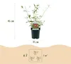 Green boutiQ - Gartenpflanze - Buddleja davidii Royal Red - Produktbild-Vorschau 3