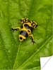 MuchoWow® Poster Gelber und schwarzer Frosch auf einem Produktbild-Vorschau 1